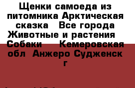 Щенки самоеда из питомника Арктическая сказка - Все города Животные и растения » Собаки   . Кемеровская обл.,Анжеро-Судженск г.